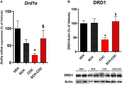 Dopamine Receptor D1 Contributes to Cocaine Epigenetic Reprogramming of Histone Modifications in Male Germ Cells